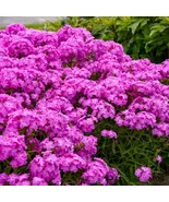 LWS Opening Act Ultrapink Phlox For Garden Planting 100 Seeds Fast Shipping - $11.00