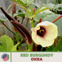 S_SH 100 Red Burgundy Okra Seeds, Heirloom, Ornamental, Non-GMO, Genuine... - $6.73