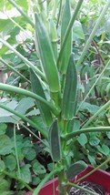 80 Seeds Jambalaya Okra Heirloom Seeds Quick Plant Instant Garden Beauty - $8.35