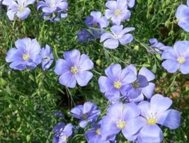 BLUE FLAX 100 FRESH SEEDS FREE SHIPPING - $42.79 MXN