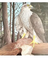 Goshawk And Prey Art Print Color Plate Birds Of Prey Vintage Nature 1979... - $48.54 CAD