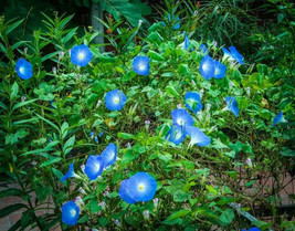 1400 Heavenly Blue Morning Glory Seeds Untreated Blue Flowers Vine Gardening USA - $21.98