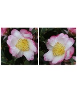 Apple Blossom Camellia sasanqua Live Plant  - $157.99