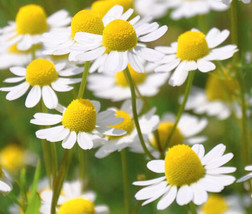 Chamomile Roman Chamaemelum Nobile  500 Seeds From US - $10.99