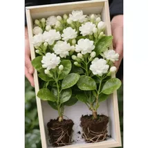 35 Jasmine seeds- Heirloom - Perennial Horticultural Potted Plant - $6.00