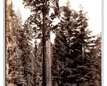 RPPC General Grant Tree King&#39;s Canyon National ParkCalifornia CA UNP Pos... - £3.85 GBP