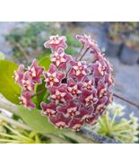 Hoya Pubicalyx mottled silver leaf live plant Wax plant tropical vine 5&quot;... - $26.98