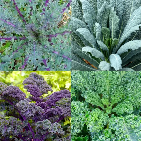 Fresh Kale Blend 4 Types Heirloom Microgreens Saute Non-Gmo 200 Seeds - £8.61 GBP