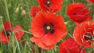 Red Poppy, 200+ Seeds, Worlds Most Popular Flower, Stunning Red Poppies