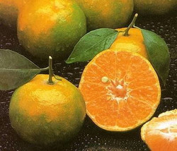 Thai Tropical Sweet Tangerine (CITRUS TANGERINA) - 10 Fresh Seeds - £2.35 GBP