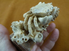 (crab-w2) small shore Crab of shed ANTLER figurine Bali detailed carving... - £139.50 GBP