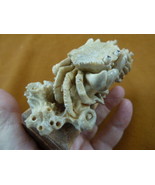 (crab-w2) small shore Crab of shed ANTLER figurine Bali detailed carving... - £139.50 GBP