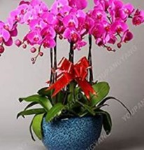 200 Pcs Orchid Flowers for Rooms, Indoor Perennial Flowers for Home and Garden,  - £4.12 GBP