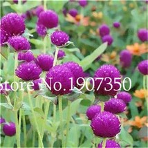 100 Pcs Gomphrenae Globosa Purple Flower Globe Amaranth Flower Pots Plan... - £7.84 GBP