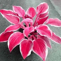 HGBO 200 Hosta Seed Perennials Rose Red Leaves with White Edge Seeds USA Seller - £7.14 GBP