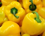 Yellow Bell Pepper Seeds 30 Canary Bell Pepper Non-Gmo Fast Shipping - $8.99