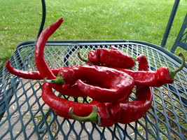 Maule&#39;s Red Hot Pepper - fast maturing hot pepper introduced in the earl... - $4.50