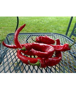 Maule&#39;s Red Hot Pepper - fast maturing hot pepper introduced in the earl... - €3,83 EUR