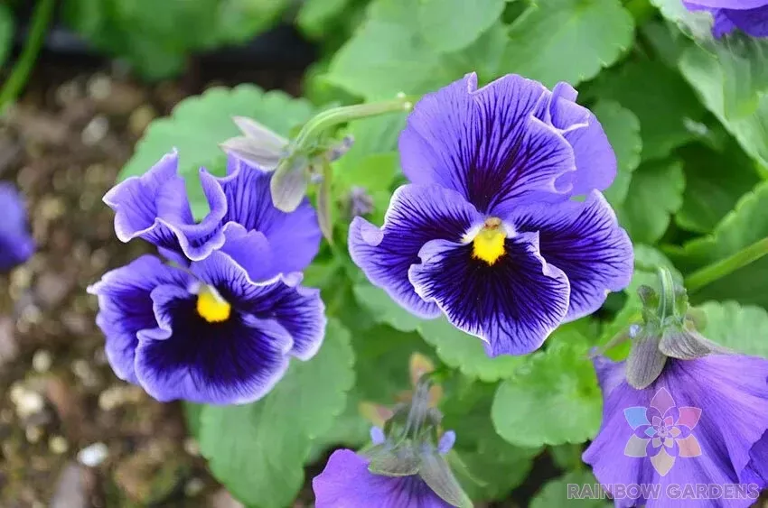 200 Frizzle Sizzle Blue Pansy Viola Seeds Gardening USA SHIPPING - $12.96