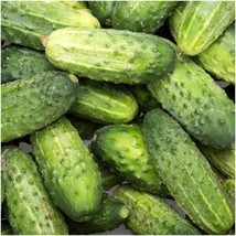 Smr58 Cucumber Seeds 50+ Wisconsin Pickling Vegetable  From US - $7.06