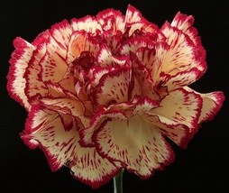 30+ RED AND WHITE CARNATION CHABAUD PICOTEE FLOWER SEEDS GREAT GIFT - £7.84 GBP