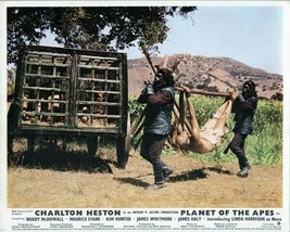 Planet of the Apes 1968 two gorillas carry Charlton Heston tied up 8x10 photo - £7.67 GBP