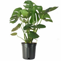 Split Leaf Philodendron, Monstera Deliciosa - 18-20&quot; LivePlant - 3 Gal Pot - H03 - £189.80 GBP