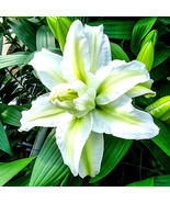 Roselily Aisha 3 Double Lily Bulbs White Green Butterfly Garden s Bulk Seeds - $45.98