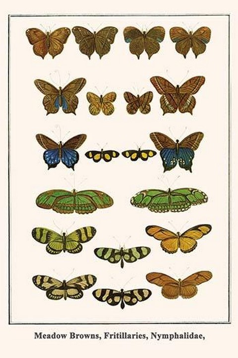 Meadow Browns, Fritillaries, Nymphalidae, by Albertus Seba - Art Print - $21.99 - $196.99