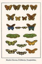 Meadow Browns, Fritillaries, Nymphalidae, by Albertus Seba - Art Print - £17.30 GBP+