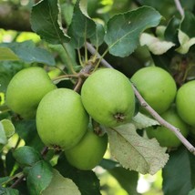 Organic Granny Smith Seeds (5) - Green Apple Cultivation, Heirloom Quality for H - £5.61 GBP
