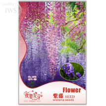 New Fresh Mixed Wisteria Seeds Bonsai Wisteria Flower Pack 4 Seeds Light Up Your - £3.69 GBP