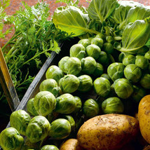 SL 500+ Nelson F1 Brussels Sprouts Seeds For Garden Planting - Usa - ! - £3.69 GBP