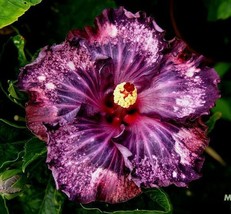 20 Dark Purple Pink Hibiscus Seeds Flowers Flower Seed Perennial Bloom 494 - $13.00