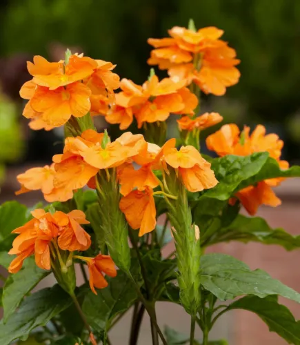 Fresh Crossandra Infundibuliformis Orange Marmalade 20 Seeds Ship From Usa - £17.86 GBP