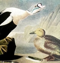 King Eider Duck Bird 1950 Lithograph Print Audubon Nature First Edition ... - £22.37 GBP