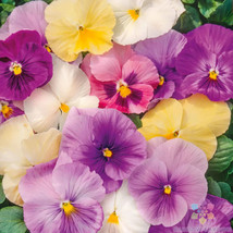 PWO 200+ Pastel Mix Pansy (Viola) Seeds For Garden Planting - Usa - ! - $6.58