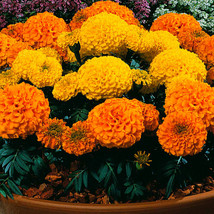 USA SELLER Giant Yellow &amp; Orange Crackerjack Marigolds 25 Seeds Fresh New - £14.27 GBP