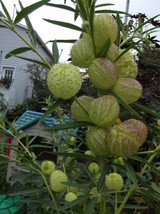 Fresh Garden 20 Butterfly Balls Seeds Perennial Hairy Ball Seed Perennial 14 - £8.93 GBP