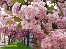 Variety Size Black Cherry Prunus serotina Tree Seeds Edible Hardy Fall Color - £13.55 GBP+