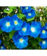 Heavenly Blue Morning Glory 160Seeds Fresh+Refrigerated In 2025 ~100% Untreated - $220.33 MXN