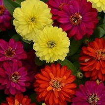 100+ Zahara Double Mix Brilliant Zinnia Seeds - £6.84 GBP