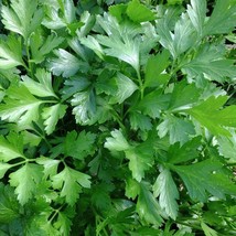 Italian Giant Parsley Seeds NON-GMO Heirloom Flat-Leaf Parsley  - $9.61