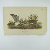 Bird Lithograph Print Solitary Sandpiper after John James Audubon Antique 1890 - £16.03 GBP