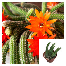 SEPTH Chamaecereus Silvestrii Peanut orange christmasCactus Live Plant 4&quot;&quot;pot - $5.99