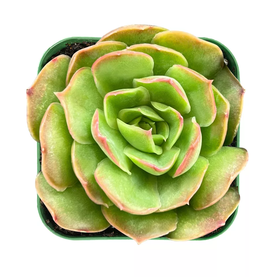 Live Fresh Rosette Echeveria Love Letter Succulent Fully Rooted in 2&#39;&#39; P... - $26.00