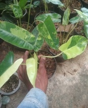 philodendron variegated Burle Marx Flower Plant Flower Plant Rare Easy G... - $49.90