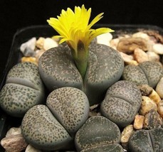 LITHOPS TERRICOLOR, rare mesembs exotic succulent living stones cactus 100 SEEDS - £14.95 GBP