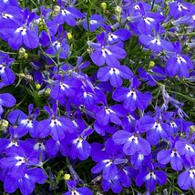 40 Lobelia Midnight Blue Trailing Seeds Perennial Flower - £14.44 GBP