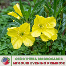 50 Missouri Evening Primrose Seeds, Native Wildflower, Pollinator Attractor From - £7.49 GBP